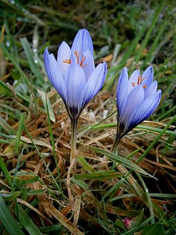 Crocus. What's sprouting on your bookshelf? By Meneerke bloem (Own work) [GFDL (http://www.gnu.org/copyleft/fdl.html) or CC BY-SA 3.0 (http://creativecommons.org/licenses/by-sa/3.0)], via Wikimedia Commons